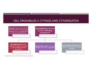 CELL ORGANELLES: 3. CYTOSOLAND CYTOSKELETON
Cytosol: Liquid matrix of the
cell where primary biochemical
pathways occur (e.g., glycolysis
in prokaryotes/eukaryotes).
Cytoskeleton: Internal
protein scaffolding
consisting of:
Microfilaments: Provide
mechanical support and assist
in cell movement/muscle
contraction.
Microtubules: Offer structural
stability and anchor organelles.
Intermediate Filaments: Aid
cell-to-cell adhesion and tissue
strength.
PAWAN KUMAR SAHU LECTURER AT RUDAULI COLLEGE OF PHARMACY
 