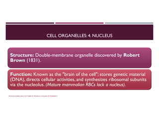 CELL ORGANELLES: 4. NUCLEUS
Structure: Double-membrane organelle discovered by Robert
Brown (1831).
Function: Known as the "brain of the cell"; stores genetic material
(DNA), directs cellular activities, and synthesizes ribosomal subunits
via the nucleolus. (Mature mammalian RBCs lack a nucleus).
PAWAN KUMAR SAHU LECTURER AT RUDAULI COLLEGE OF PHARMACY
 