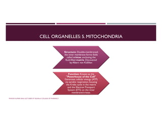 CELL ORGANELLES: 5. MITOCHONDRIA
Structure: Double-membraned;
the inner membrane forms folds
called cristae, enclosing the
fluid-filled matrix. Discovered
by Albert von Kölliker.
Function: Known as the
"Powerhouse of the Cell".
Generates cellular energy (ATP)
via aerobic respiration, housing
the Krebs cycle in the matrix
and the Electron Transport
System (ETS) on the inner
membrane/cristae.
PAWAN KUMAR SAHU LECTURER AT RUDAULI COLLEGE OF PHARMACY
 