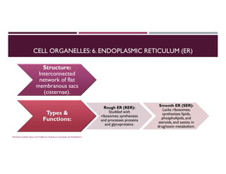 CELL ORGANELLES: 6. ENDOPLASMIC RETICULUM (ER)
Structure:
Interconnected
network of flat
membranous sacs
(cisternae).
Types &
Functions:
Rough ER (RER):
Studded with
ribosomes; synthesizes
and processes proteins
and glycoproteins.
Rough ER (RER):
Studded with
ribosomes; synthesizes
and processes proteins
and glycoproteins.
Smooth ER (SER):
Lacks ribosomes;
synthesizes lipids,
phospholipids, and
steroids, and assists in
drug/toxin metabolism.
Smooth ER (SER):
Lacks ribosomes;
synthesizes lipids,
phospholipids, and
steroids, and assists in
drug/toxin metabolism.
PAWAN KUMAR SAHU LECTURER AT RUDAULI COLLEGE OF PHARMACY
 