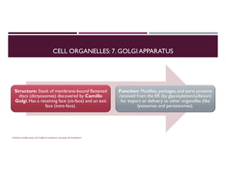 CELL ORGANELLES: 7. GOLGI APPARATUS
Structure: Stack of membrane-bound flattened
discs (dictyosomes) discovered by Camillo
Golgi. Has a receiving face (cis-face) and an exit
face (trans-face).
Function: Modifies, packages, and sorts proteins
received from the ER (by glycosylation/sulfation)
for export or delivery to other organelles (like
lysosomes and peroxisomes).
PAWAN KUMAR SAHU LECTURER AT RUDAULI COLLEGE OF PHARMACY
 