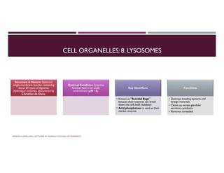 CELL ORGANELLES: 8. LYSOSOMES
Structure & Nature: Spherical,
single-membrane vesicles containing
about 60 types of digestive
(hydrolytic) enzymes.Discovered by
Christian de Duve.
Optimal Condition: Enzymes
function best in an acidic
environment (pH ~5).
Key Identifiers:
• Known as "Suicidal Bags"
because their enzymes can break
down the cell itself (autolysis).
• Acid phosphatase is used as their
marker enzyme.
• Known as "Suicidal Bags"
because their enzymes can break
down the cell itself (autolysis).
• Acid phosphatase is used as their
marker enzyme.
Functions:
• Destroys invading bacteria and
foreign materials.
• Cleans up excess glandular
secretory products.
• Removes unneeded
• Destroys invading bacteria and
foreign materials.
• Cleans up excess glandular
secretory products.
• Removes unneeded
PAWAN KUMAR SAHU LECTURER AT RUDAULI COLLEGE OF PHARMACY
 