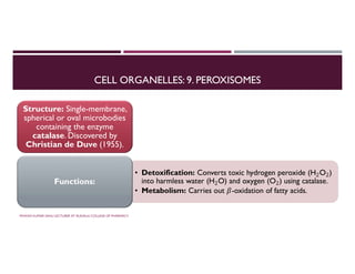 CELL ORGANELLES: 9. PEROXISOMES
Structure: Single-membrane,
spherical or oval microbodies
containing the enzyme
catalase. Discovered by
Christian de Duve (1955).
• Detoxification: Converts toxic hydrogen peroxide (H2O2)
into harmless water (H2O) and oxygen (O2) using catalase.
• Metabolism: Carries out 𝛽-oxidation of fatty acids.
• Detoxification: Converts toxic hydrogen peroxide (H2O2)
into harmless water (H2O) and oxygen (O2) using catalase.
• Metabolism: Carries out 𝛽-oxidation of fatty acids.
Functions:
PAWAN KUMAR SAHU LECTURER AT RUDAULI COLLEGE OF PHARMACY
 