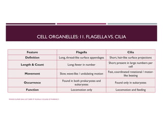 CELL ORGANELLES: 11. FLAGELLAVS. CILIA
Cilia
Flagella
Feature
Short, hair-like surface projections
Long, thread-like surface appendages
Definition
Short; present in large numbers per
cell
Long; fewer in number
Length & Count
Fast, coordinated rotational / motor-
like beating
Slow, wave-like / undulating motion
Movement
Found only in eukaryotes
Found in both prokaryotes and
eukaryotes
Occurrence
Locomotion and feeding
Locomotion only
Function
PAWAN KUMAR SAHU LECTURER AT RUDAULI COLLEGE OF PHARMACY
 