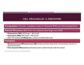CELL ORGANELLES: 12. RIBOSOMES
Composition: Granular complexes made of ribosomal RNA and ribonucleoproteins.
Subunit Structure: Built from two subunits (one large, one small).
• Prokaryotes (70S): 50S (large) + 30S (small).
• Eukaryotes (80S): 60S (large) + 40S (small).
• (Note: "S" stands for Svedberg unit, a measure of sedimentation rate).
Functions:
• Membrane-bound Ribosomes (on ER): Produce proteins destined for cell membrane insertion or
external secretion.
• Free Cytosolic Ribosomes: Synthesize proteins utilized directly inside the cytosol.
PAWAN KUMAR SAHU LECTURER AT RUDAULI COLLEGE OF PHARMACY
 