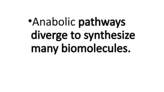 •Anabolic pathways
diverge to synthesize
many biomolecules.
 