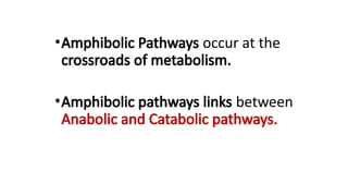 •Amphibolic Pathways occur at the
crossroads of metabolism.
•Amphibolic pathways links between
Anabolic and Catabolic pathways.
 