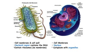 •Cell membrane & cell wall
•Nucleoid region contains the DNA
•Contain ribosomes (no membrane)
• Cell Membrane
• Nucleus
• Cytoplasm with organelles
 