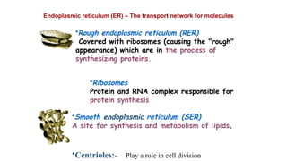 •Rough endoplasmic reticulum (RER)
Covered with ribosomes (causing the "rough"
appearance) which are in the process of
synthesizing proteins.
•Ribosomes
Protein and RNA complex responsible for
protein synthesis
•Smooth endoplasmic reticulum (SER)
A site for synthesis and metabolism of lipids.
•Centrioles:- Play a role in cell division
Endoplasmic reticulum (ER) – The transport network for molecules
 