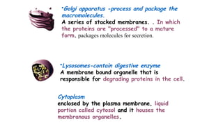 Cytoplasm
enclosed by the plasma membrane, liquid
portion called cytosol and it houses the
membranous organelles.
•Lysosomes-contain digestive enzyme
A membrane bound organelle that is
responsible for degrading proteins in the cell.
•Golgi apparatus -process and package the
macromolecules.
A series of stacked membranes. . In which
the proteins are "processed" to a mature
form. packages molecules for secretion.
 