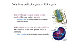 Cells May be Prokaryotic or Eukaryotic
• Prokaryotes (Greek: pro-before; karyon-
nucleus) include various bacteria
• lack a nucleus or membrane-bound structures
called organelles
• Eukaryotes (Greek: eu-true; karyon-nucleus)
include most other cells (plants, fungi, &
animals)
• have a nucleus and membrane-bound organelles
 