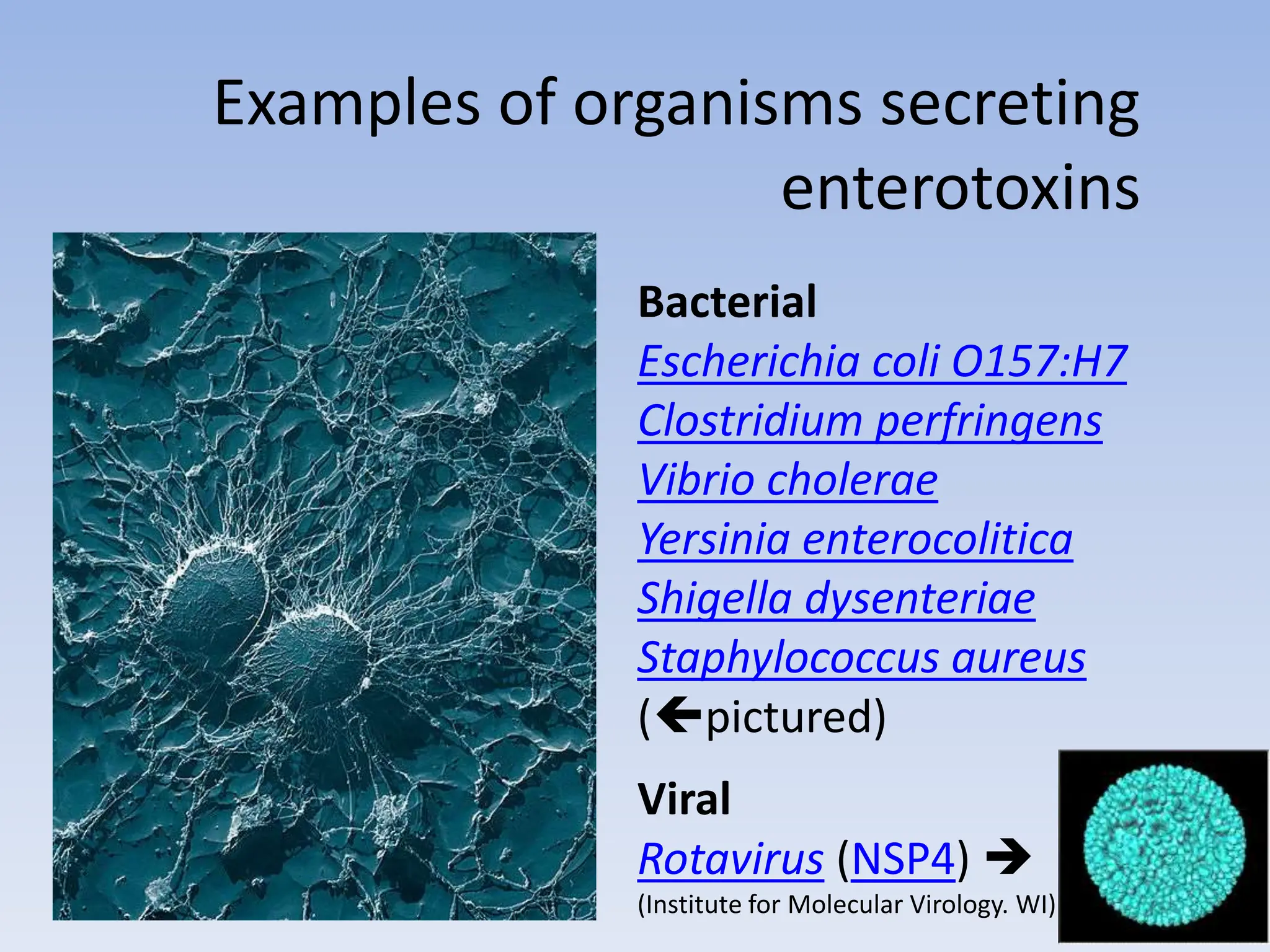 Examples of organisms secreting
enterotoxins
Bacterial
Escherichia coli O157:H7
Clostridium perfringens
Vibrio cholerae
Yersinia enterocolitica
Shigella dysenteriae
Staphylococcus aureus
(pictured)
Viral
Rotavirus (NSP4) 
(Institute for Molecular Virology. WI)
 