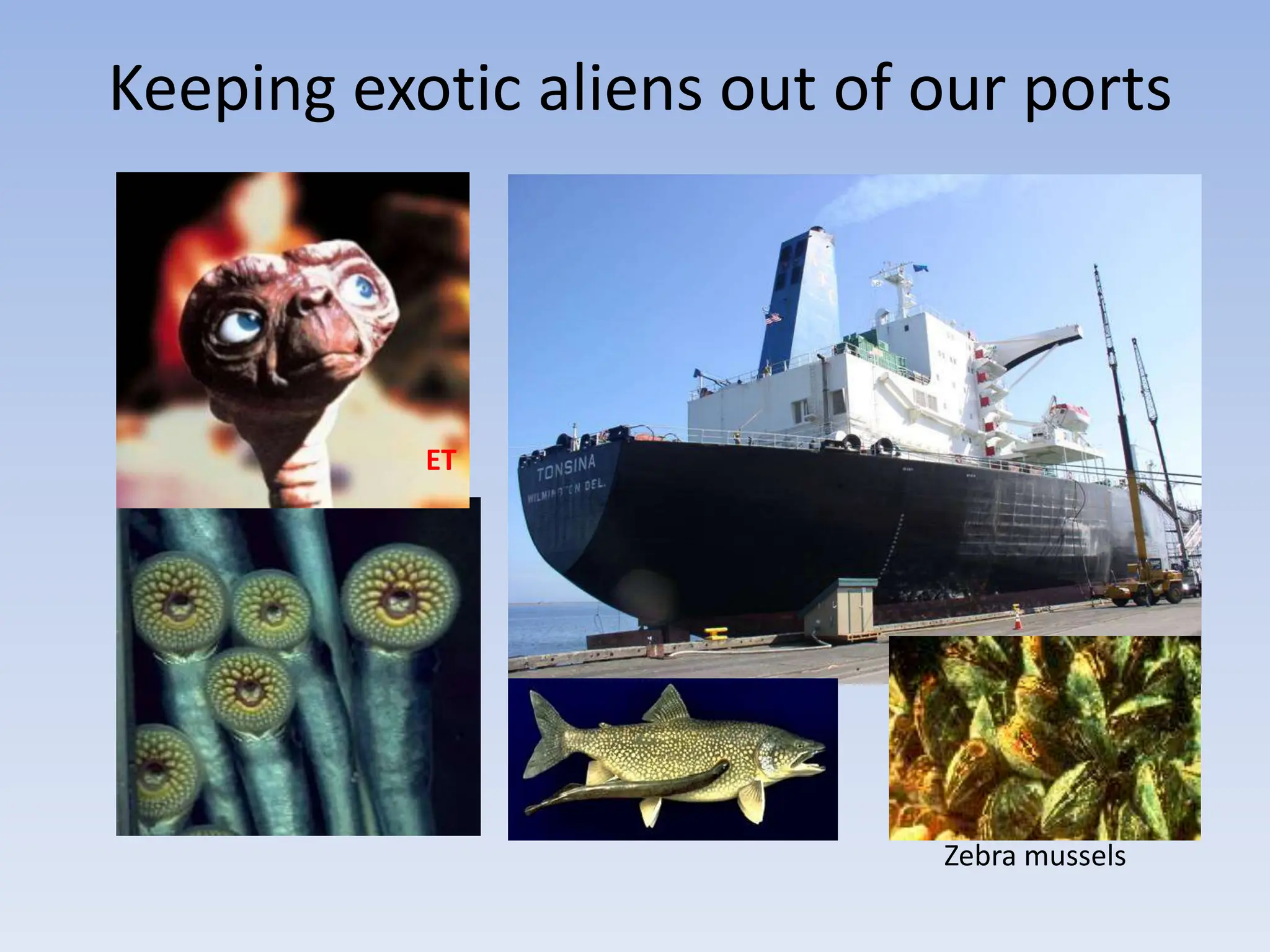 Keeping exotic aliens out of our ports
ET
Zebra mussels
 