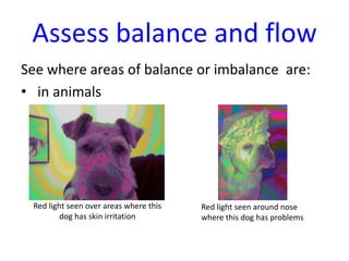 Assess balance and flow
See where areas of balance or imbalance are:
• in animals

Red light seen over areas where this
dog has skin irritation

Red light seen around nose
where this dog has problems

 