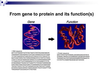 From gene to protein and its function(s)
> DNA sequence
AATTCATGAAAATCGTATACTGGTCTGGTACCGGCAACAC
TGAGAAAATGGCAGAGCTCATCGCTAAAGGTATCATCGAA
TCTGGTAAAGACGTCAACACCATCAACGTGTCTGACGTTA
ACATCGATGAACTGCTGAACGAAGATATCCTGATCCTGGG
TTGCTCTGCCATGGGCGATGAAGTTCTCGAGGAAAGCGAA
TTTGAACCGTTCATCGAAGAGATCTCTACCAAAATCTCTG
GTAAGAAGGTTGCGCTGTTCGGTTCTTACGGTTGGGGCGA
CGGTAAGTGGATGCGTGACTTCGAAGAACGTATGAACGGC
TACGGTTGCGTTGTTGTTGAGACCCCGCTGATCGTTCAGA
ACGAGCCGGACGAAGCTGAGCAGGACTGCATCGAATTTGG
TAAGAAGATCGCGAACATCTAGTAGA
Gene
> Protein sequence
MKIVYWSGTGNTEKMAELIAKGIIESGKDVNTINVS
DVNIDELLNEDILILGCSAMGDEVLEESEFEPFIEEIS
TKISGKKVALFGSYGWGDGKWMRDFEERMNGYG
CVVVETPLIVQNEPDEAEQDCIEFGKKIANI
Function
 