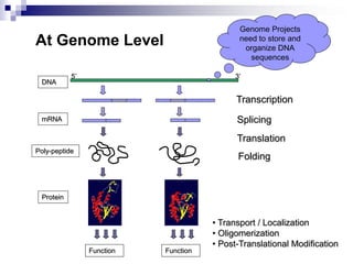 Transcription
DNA
5’ 3’
mRNA Splicing
Translation
Poly-peptide
Folding
Protein
• Transport / Localization
• Oligomerization
• Post-Translational Modification
Function Function
At Genome Level
Genome Projects
need to store and
organize DNA
sequences
 