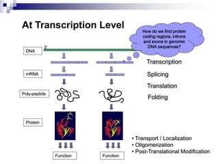 Transcription
DNA
5’ 3’
mRNA Splicing
Translation
Poly-peptide
Folding
Protein
• Transport / Localization
• Oligomerization
• Post-Translational Modification
Function Function
At Transcription Level How do we find protein
coding regions, introns
and exons in genomic
DNA sequences?
 