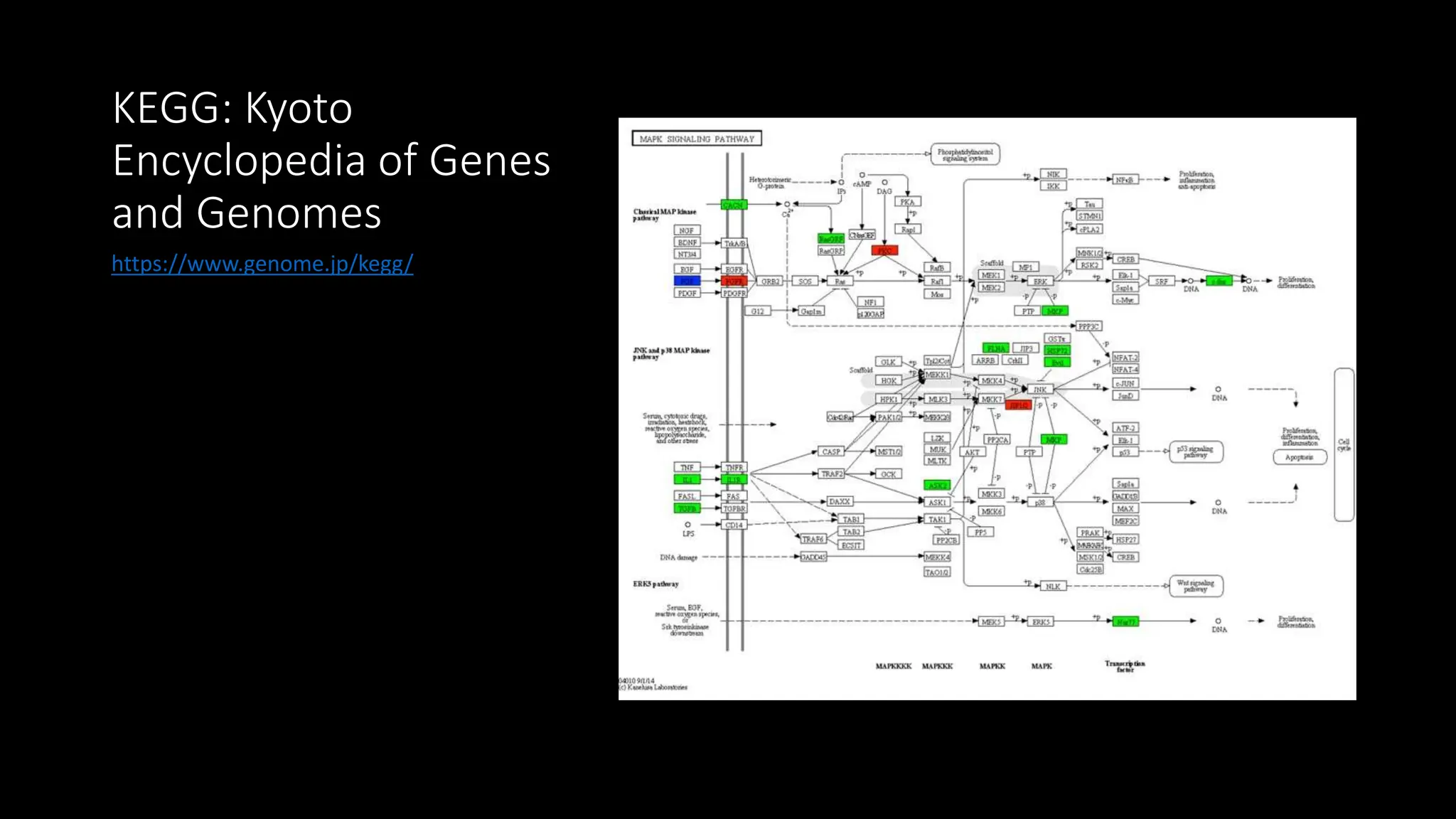 KEGG: Kyoto
Encyclopedia of Genes
and Genomes
https://www.genome.jp/kegg/
 