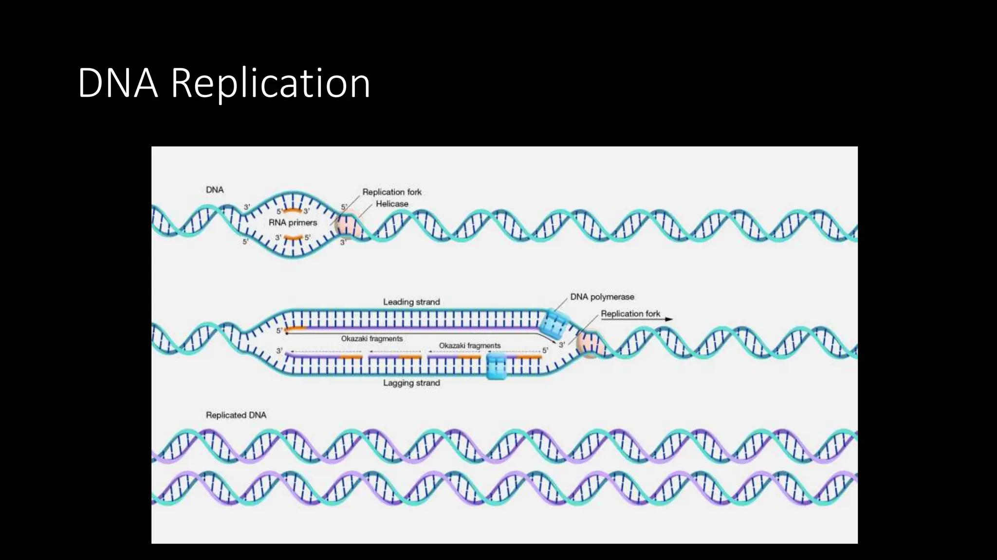 DNA Replication
 