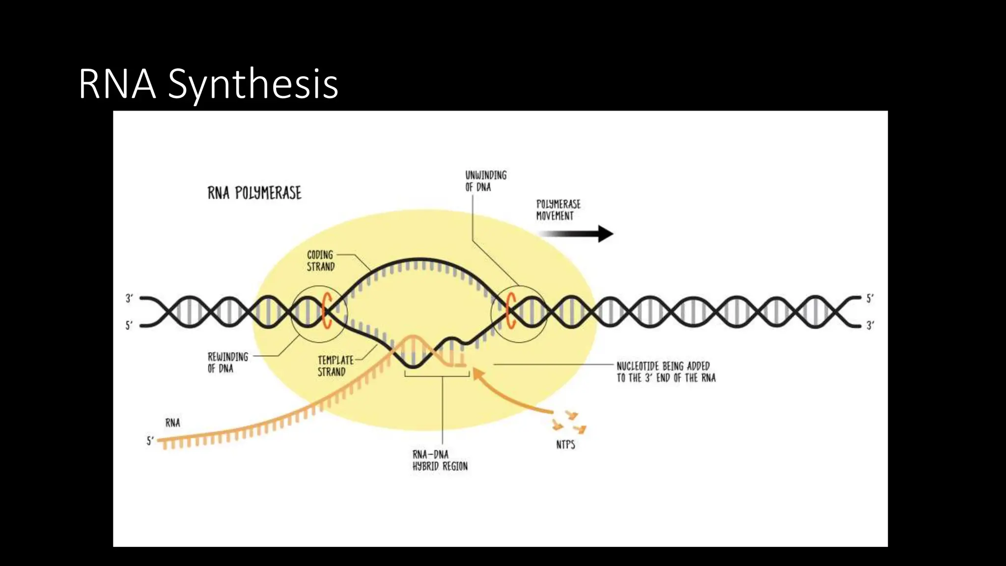 RNA Synthesis
 