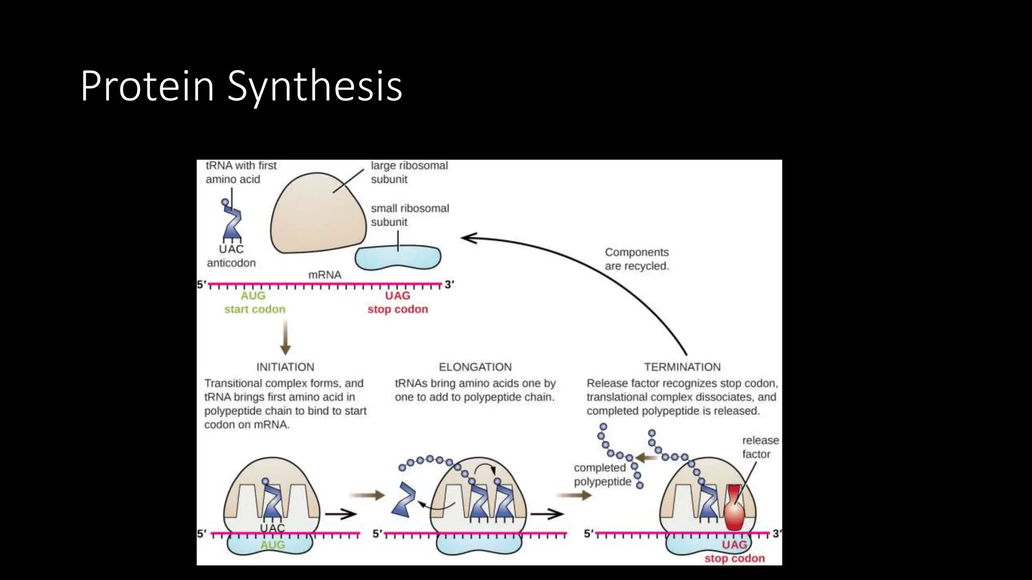 Protein Synthesis
 