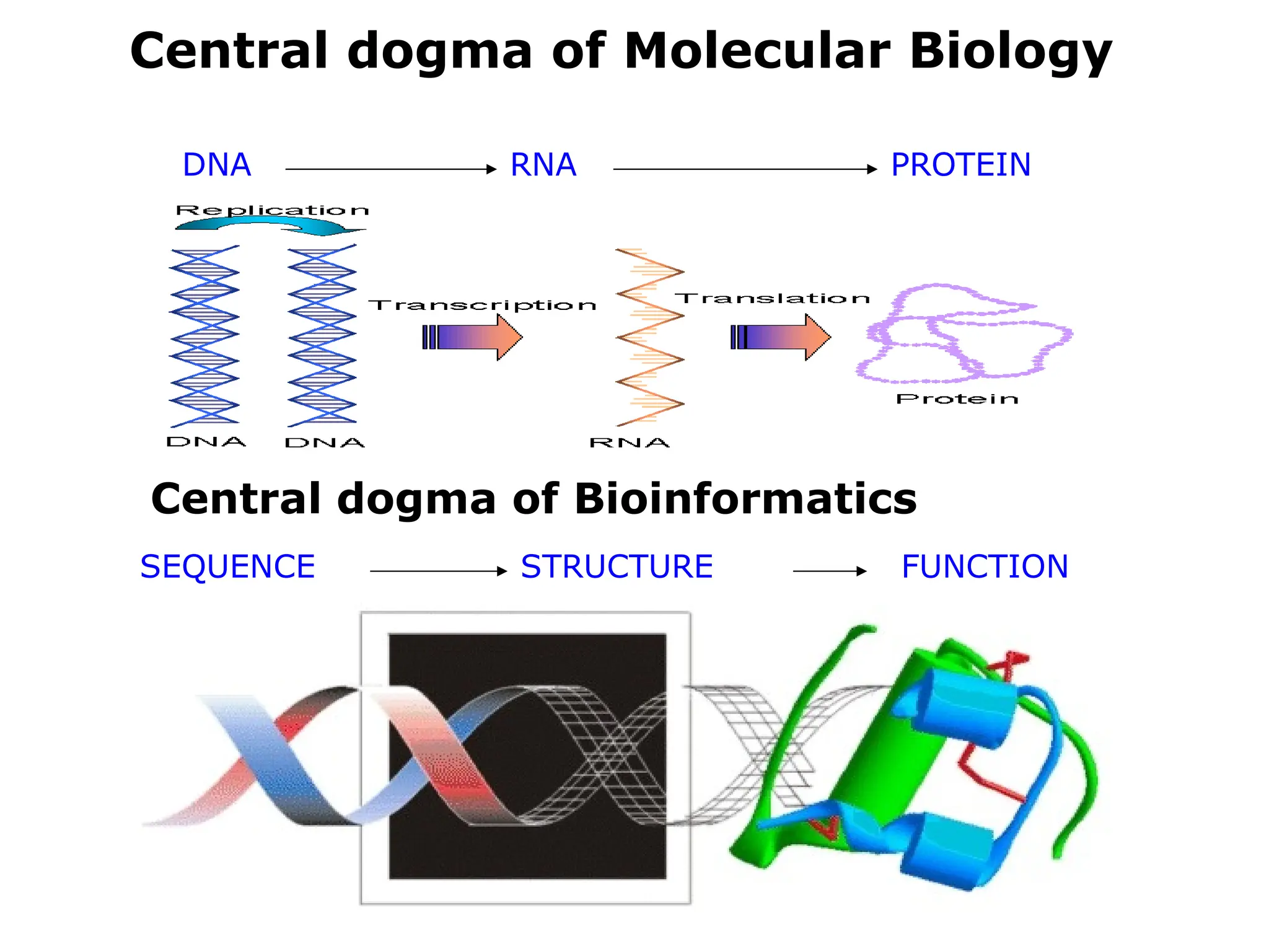 Central dogma of Molecular Biology
Central dogma of Bioinformatics
SEQUENCE STRUCTURE FUNCTION
DNA RNA PROTEIN
 