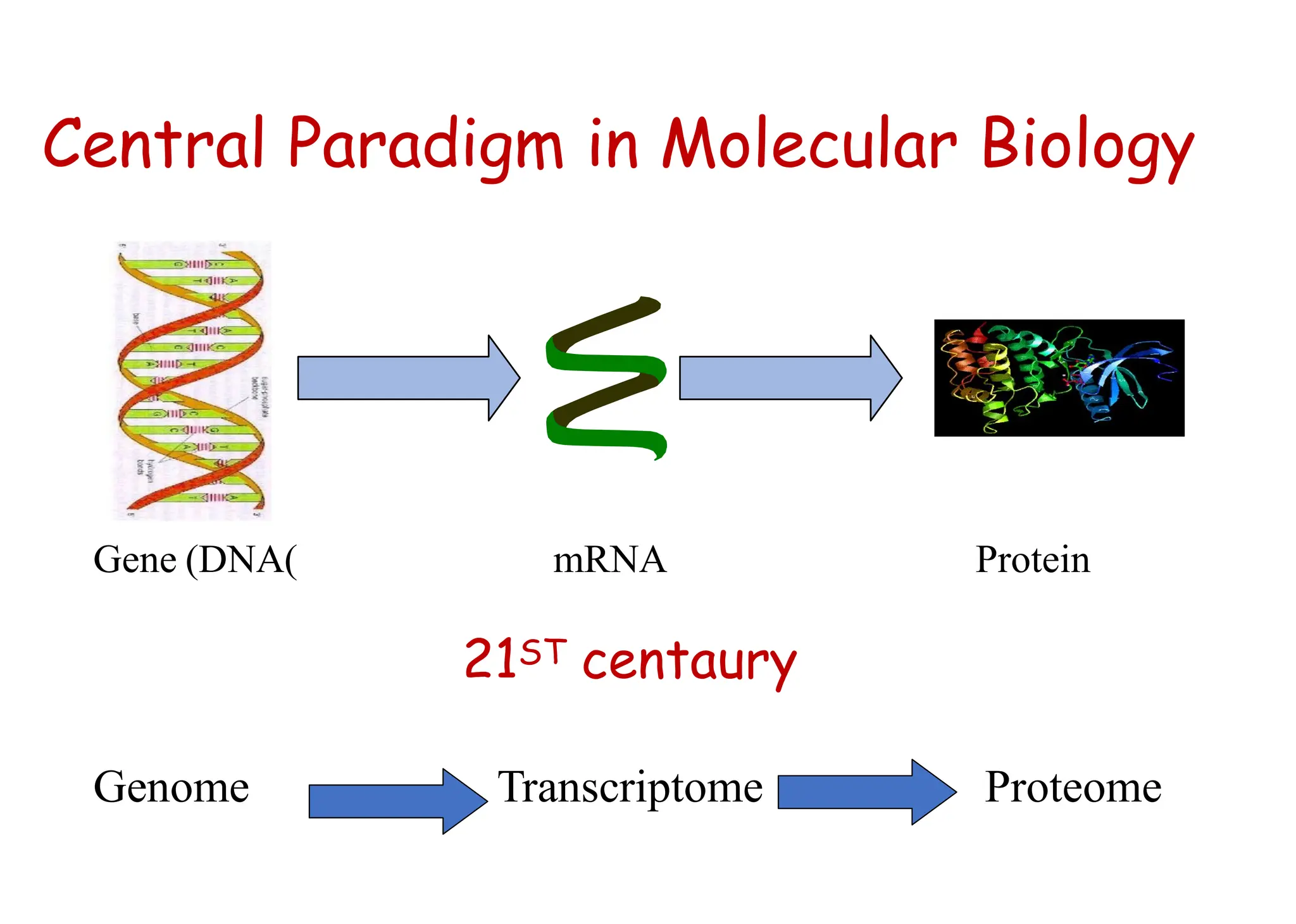 Central Paradigm in Molecular Biology
mRNA
Gene (DNA) Protein
21ST centaury
Genome Transcriptome Proteome
 