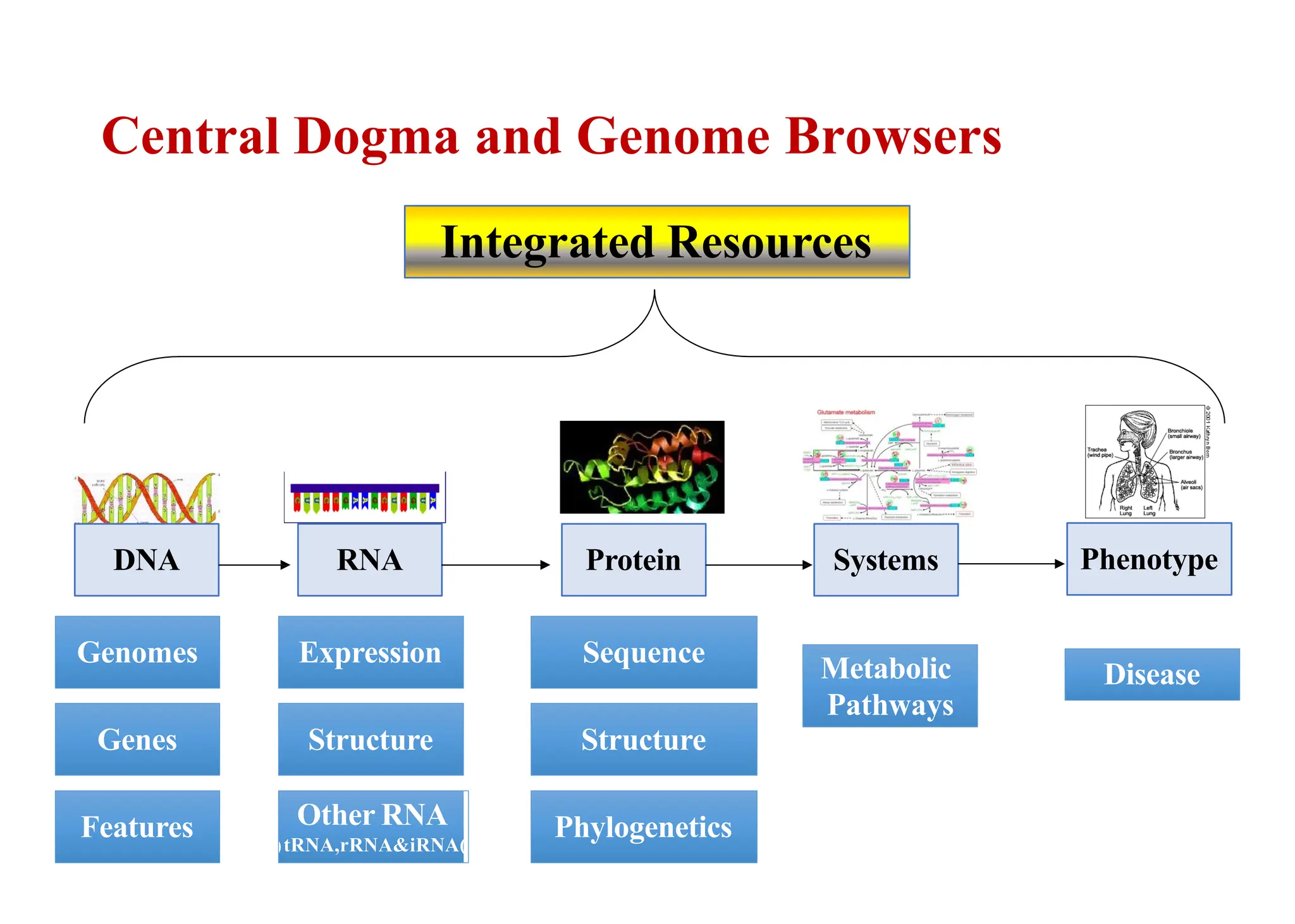Central Dogma and Genome Browsers
DNA
Genomes
Genes
Features
RNA
Expression
Structure
Protein
Sequence
Structure
Phylogenetics
Systems Phenotype
Metabolic
Pathways
Disease
Integrated Resources
(
Other RNA
tRNA,rRNA&iRNA)
 
