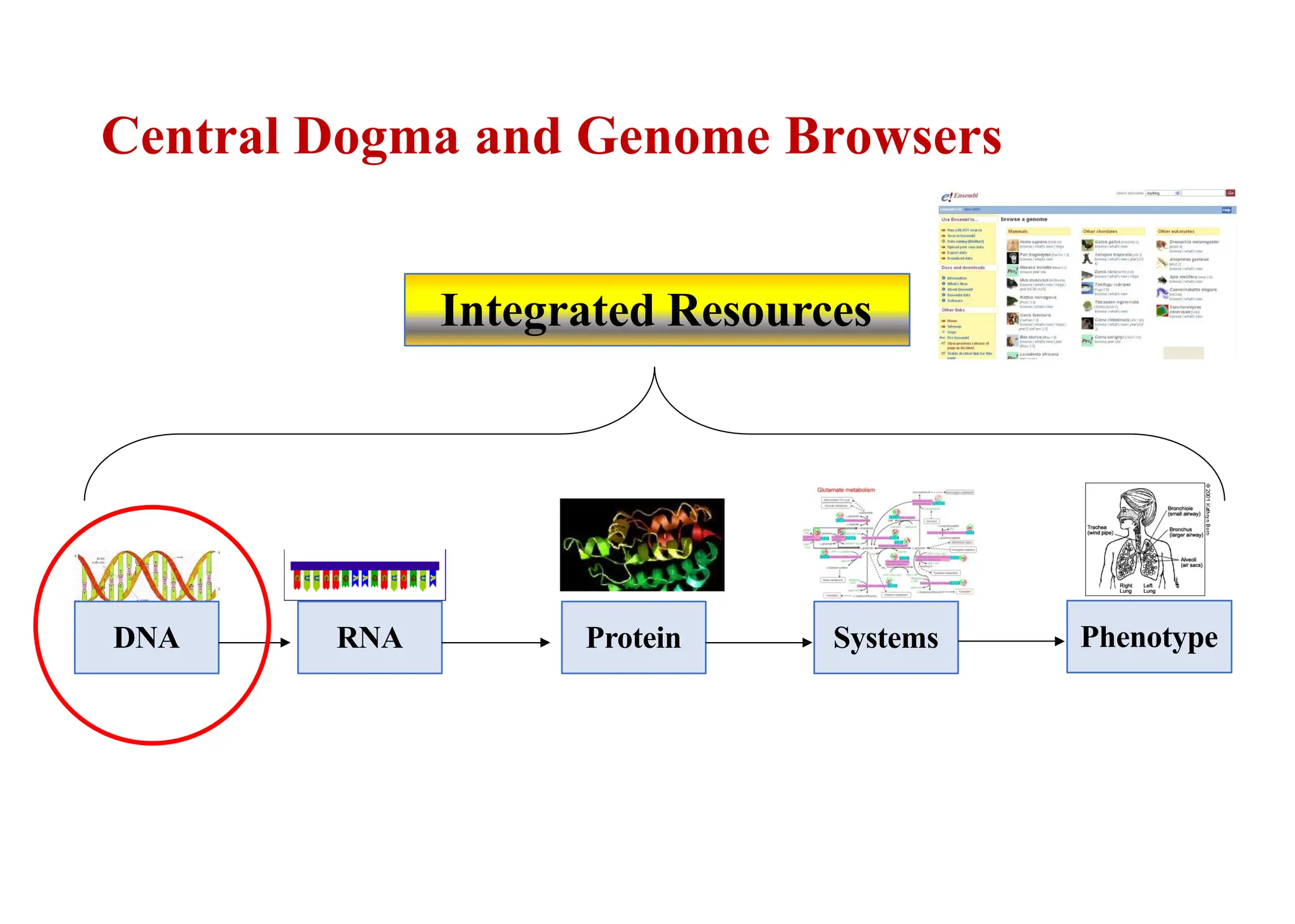 Central Dogma and Genome Browsers
DNA RNA Protein Systems Phenotype
Integrated Resources
 