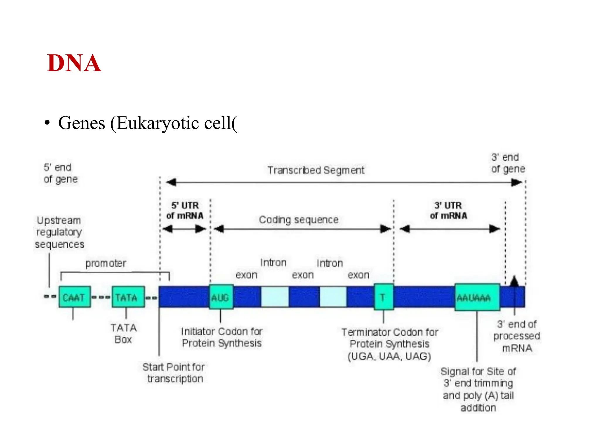 DNA
• Genes (Eukaryotic cell)
 