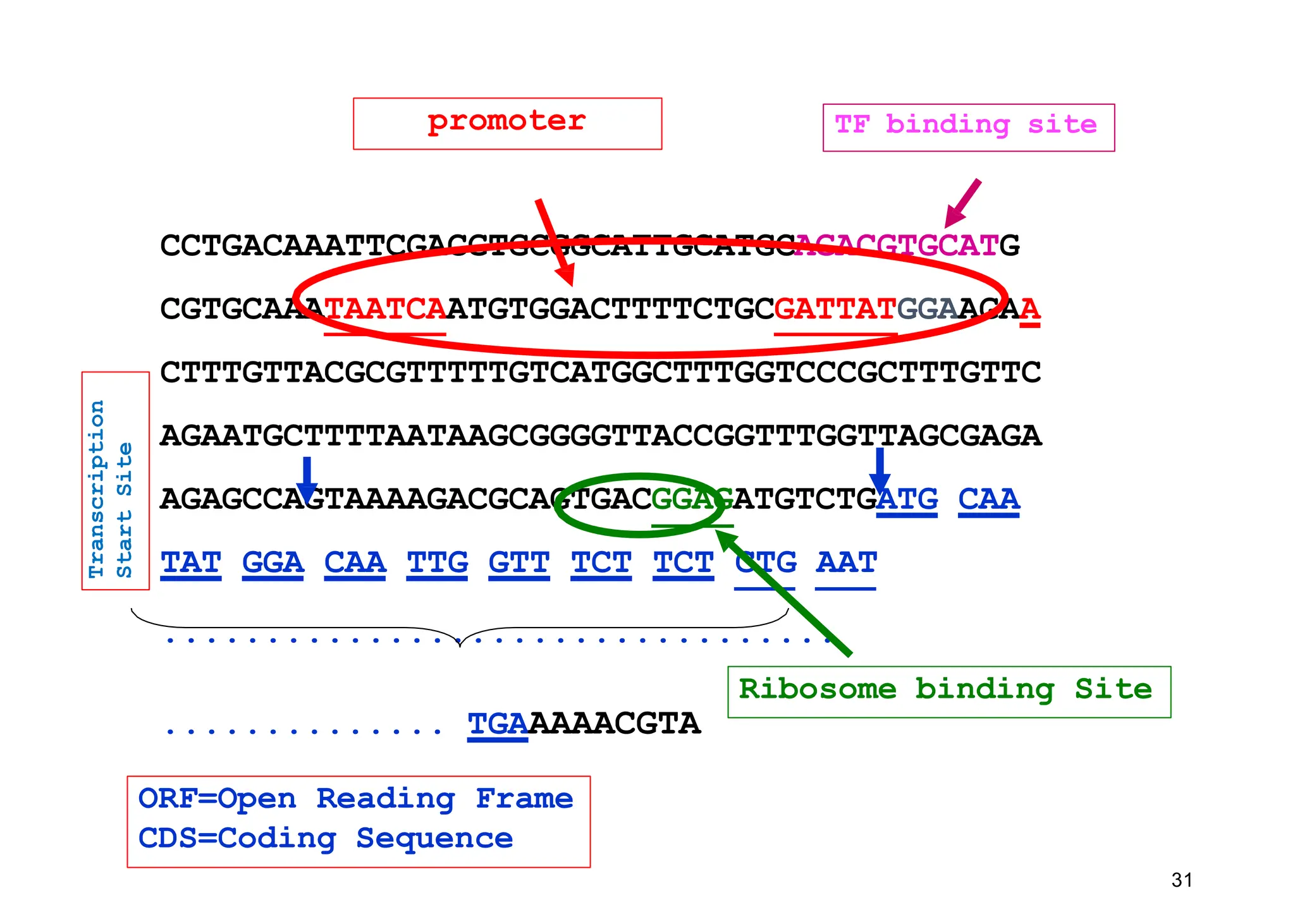 31
CCTGACAAATTCGACGTGCGGCATTGCATGCAGACGTGCATG
CGTGCAAATAATCAATGTGGACTTTTCTGCGATTATGGAAGAA
CTTTGTTACGCGTTTTTGTCATGGCTTTGGTCCCGCTTTGTTC
AGAATGCTTTTAATAAGCGGGGTTACCGGTTTGGTTAGCGAGA
AGAGCCAGTAAAAGACGCAGTGACGGAGATGTCTGATG CAA
TAT GGA CAA TTG GTT TCT TCT CTG AAT
.................................
.............. TGAAAAACGTA
TF binding site
promoter
Ribosome binding Site
ORF=Open Reading Frame
CDS=Coding Sequence
Transcription
Start
Site
 
