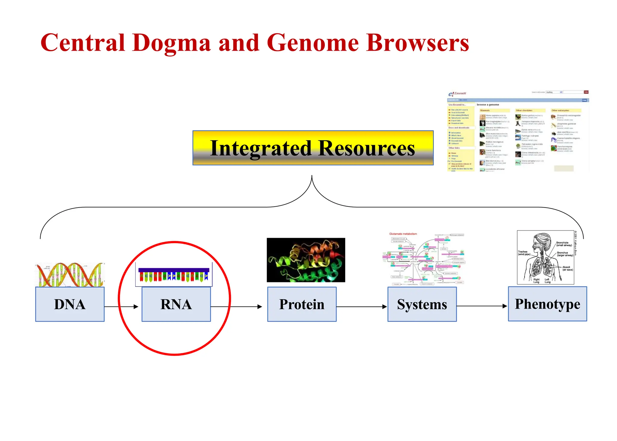 Central Dogma and Genome Browsers
DNA RNA Protein Systems Phenotype
Integrated Resources
 