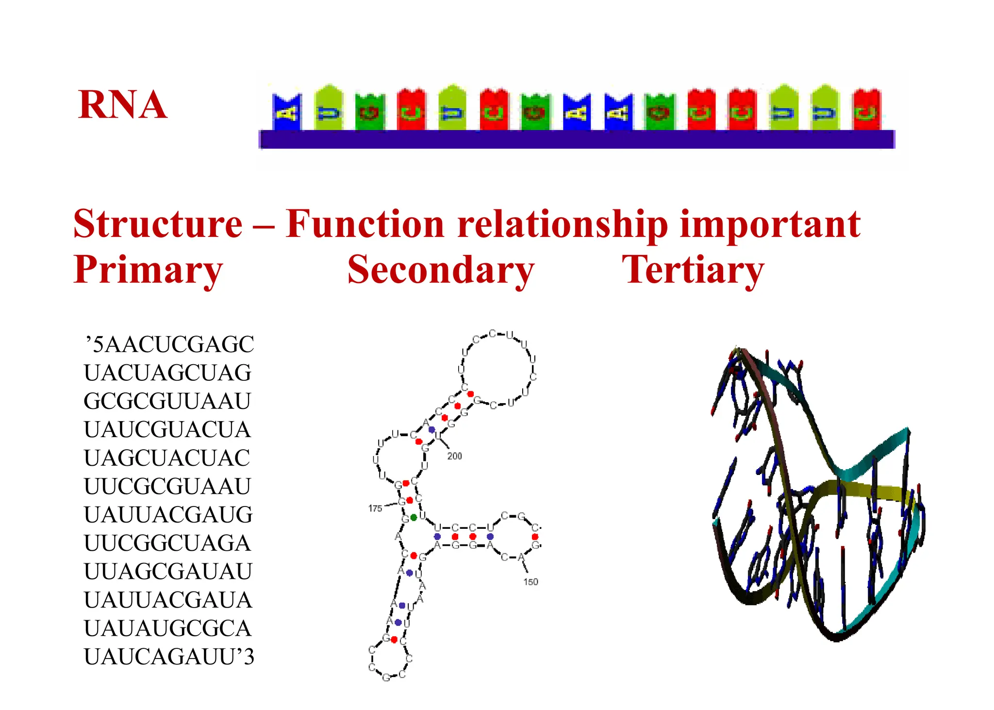 RNA
Structure – Function relationship important
Primary Secondary Tertiary
5
’ AACUCGAGC
UACUAGCUAG
GCGCGUUAAU
UAUCGUACUA
UAGCUACUAC
UUCGCGUAAU
UAUUACGAUG
UUCGGCUAGA
UUAGCGAUAU
UAUUACGAUA
UAUAUGCGCA
UAUCAGAUU 3
’
 