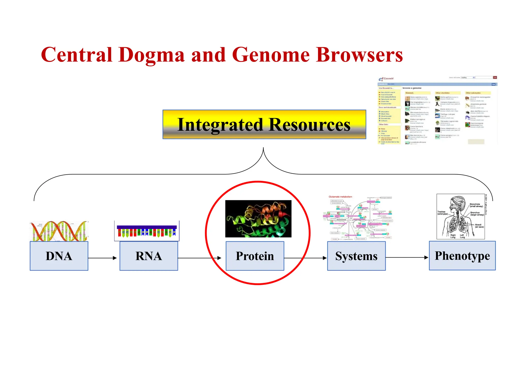 Central Dogma and Genome Browsers
DNA RNA Protein Systems Phenotype
Integrated Resources
 