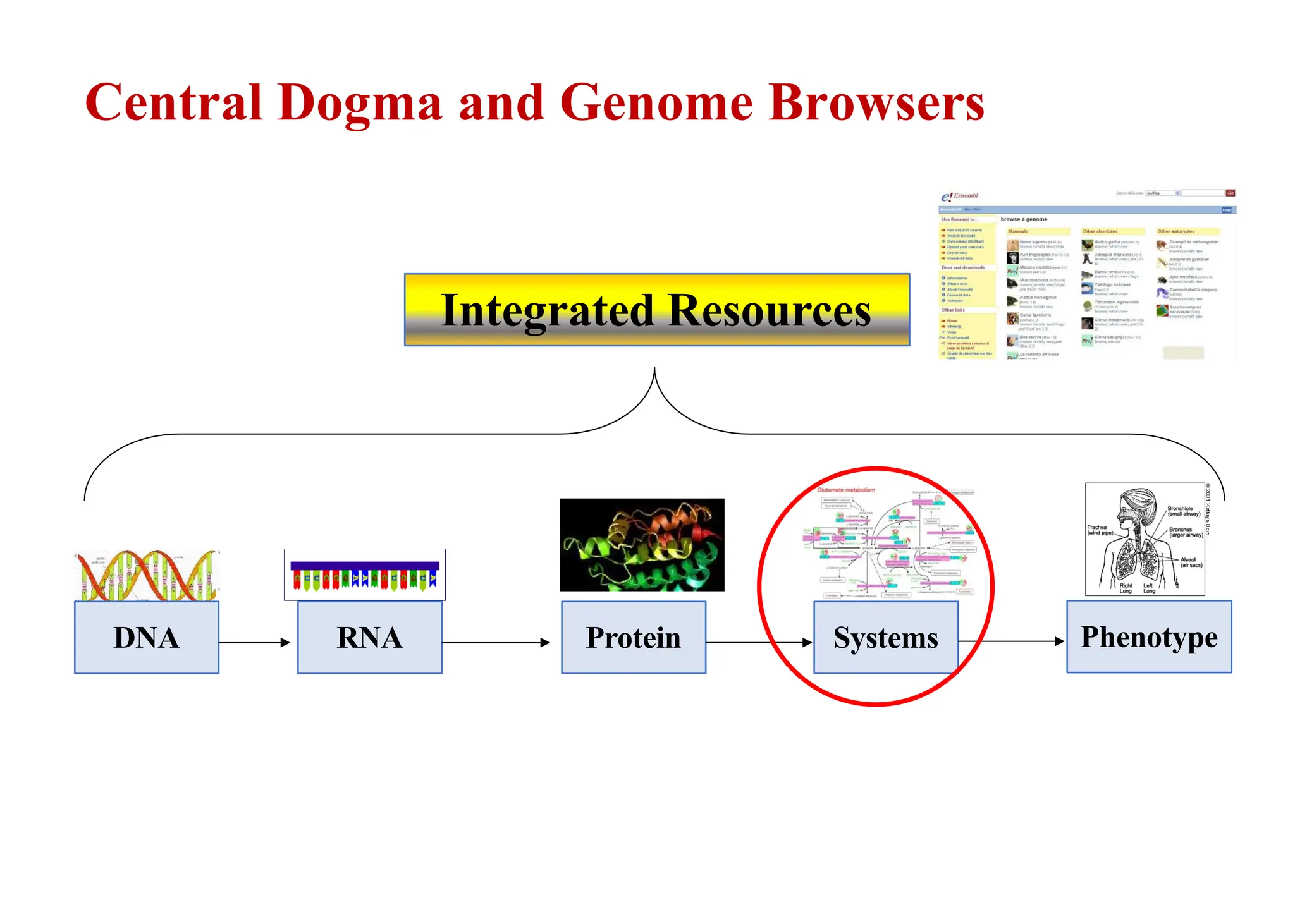 Central Dogma and Genome Browsers
DNA RNA Protein Systems Phenotype
Integrated Resources
 