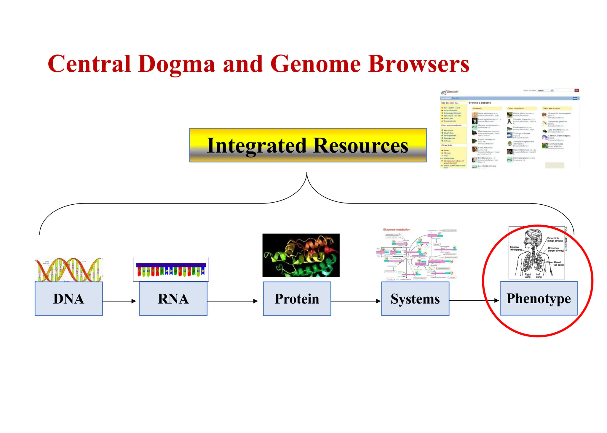 Central Dogma and Genome Browsers
DNA RNA Protein Systems Phenotype
Integrated Resources
 
