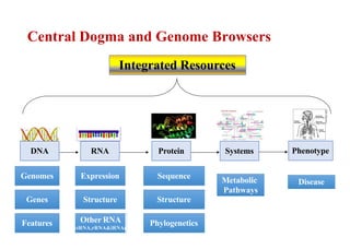 Central Dogma and Genome Browsers
DNA
Genomes
Genes
Features
RNA
Expression
Structure
Protein
Sequence
Structure
Phylogenetics
Systems Phenotype
Metabolic
Pathways
Disease
Integrated Resources
(
Other RNA
tRNA,rRNA&iRNA)
 