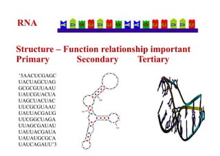 RNA
Structure – Function relationship important
Primary Secondary Tertiary
5
’ AACUCGAGC
UACUAGCUAG
GCGCGUUAAU
UAUCGUACUA
UAGCUACUAC
UUCGCGUAAU
UAUUACGAUG
UUCGGCUAGA
UUAGCGAUAU
UAUUACGAUA
UAUAUGCGCA
UAUCAGAUU 3
’
 