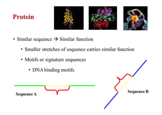 Protein
• Similar sequence  Similar function
• Smaller stretches of sequence carries similar function
• Motifs or signature sequences
• DNAbinding motifs
SequenceA
Sequence B
 