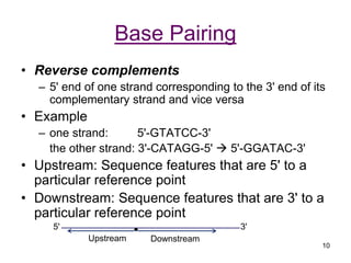 Introduction to Bioinformatics DNA, RNA, Transcriotion, Genes | PPT