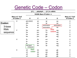 Introduction to Bioinformatics DNA, RNA, Transcriotion, Genes | PPT