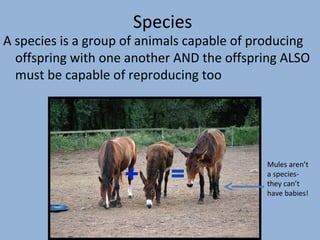 Species

A species is a group of animals capable of producing
offspring with one another AND the offspring ALSO
must be capable of reproducing too

Mules aren’t
a speciesthey can’t
have babies!

 