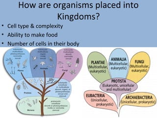 How are organisms placed into
Kingdoms?

• Cell type & complexity
• Ability to make food
• Number of cells in their body

 