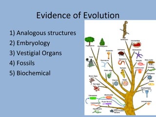 Evidence of Evolution
1) Analogous structures
2) Embryology
3) Vestigial Organs
4) Fossils
5) Biochemical

 