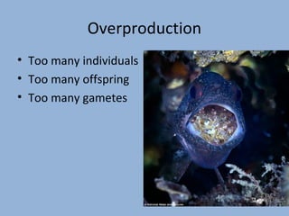Overproduction
• Too many individuals
• Too many offspring
• Too many gametes

 