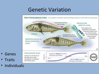 Genetic Variation

• Genes
• Traits
• Individuals

 
