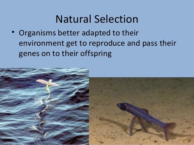 Adaptation And Natural Selection Williams Adaptation And Natural Selection Williams