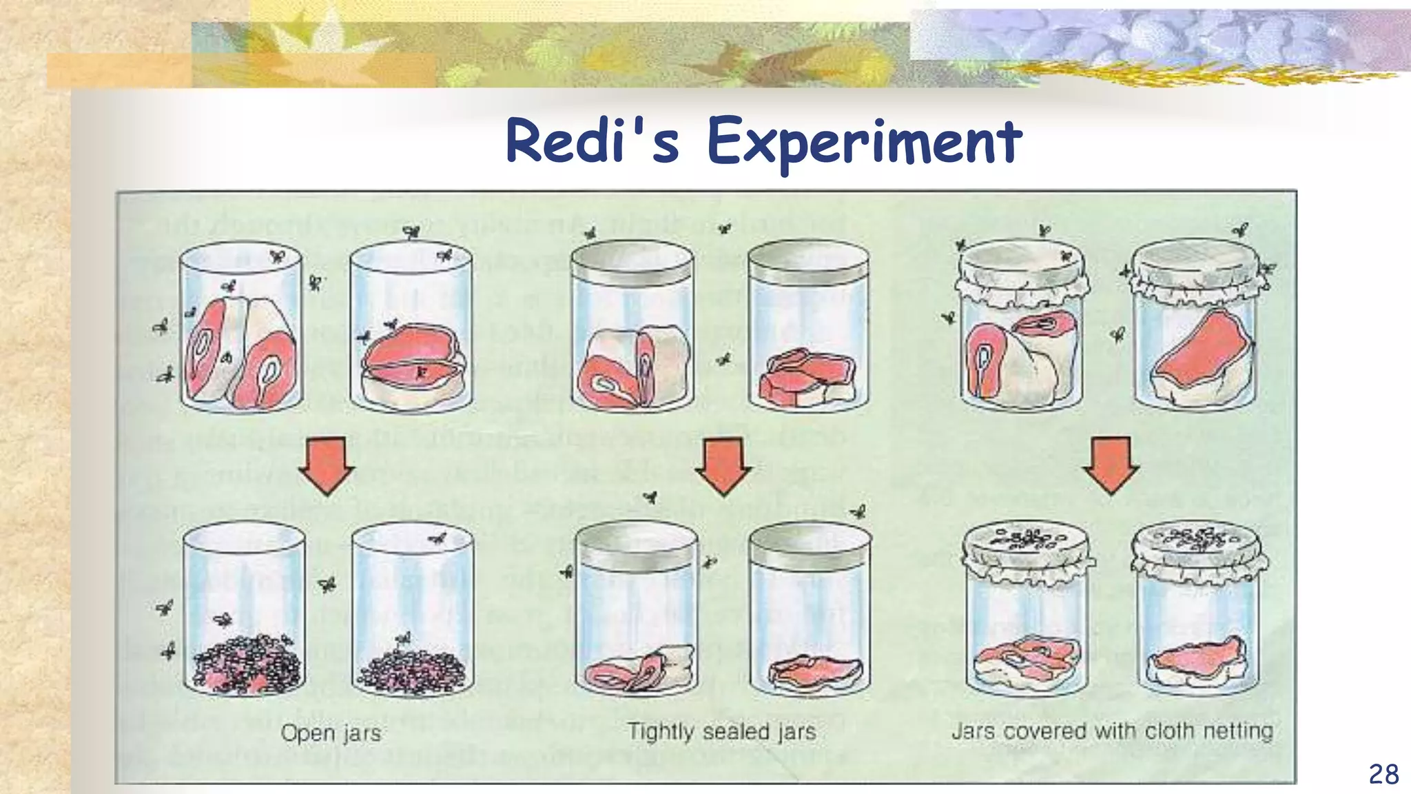 Redi's Experiment
28
 