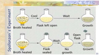 Spallanzani's
Experiment
33
 