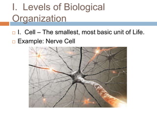 I.  Levels of Biological OrganizationI.  Cell – The smallest, most basic unit of Life.  Example: Nerve Cell